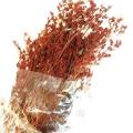 craftstore_plants_red_wheat2